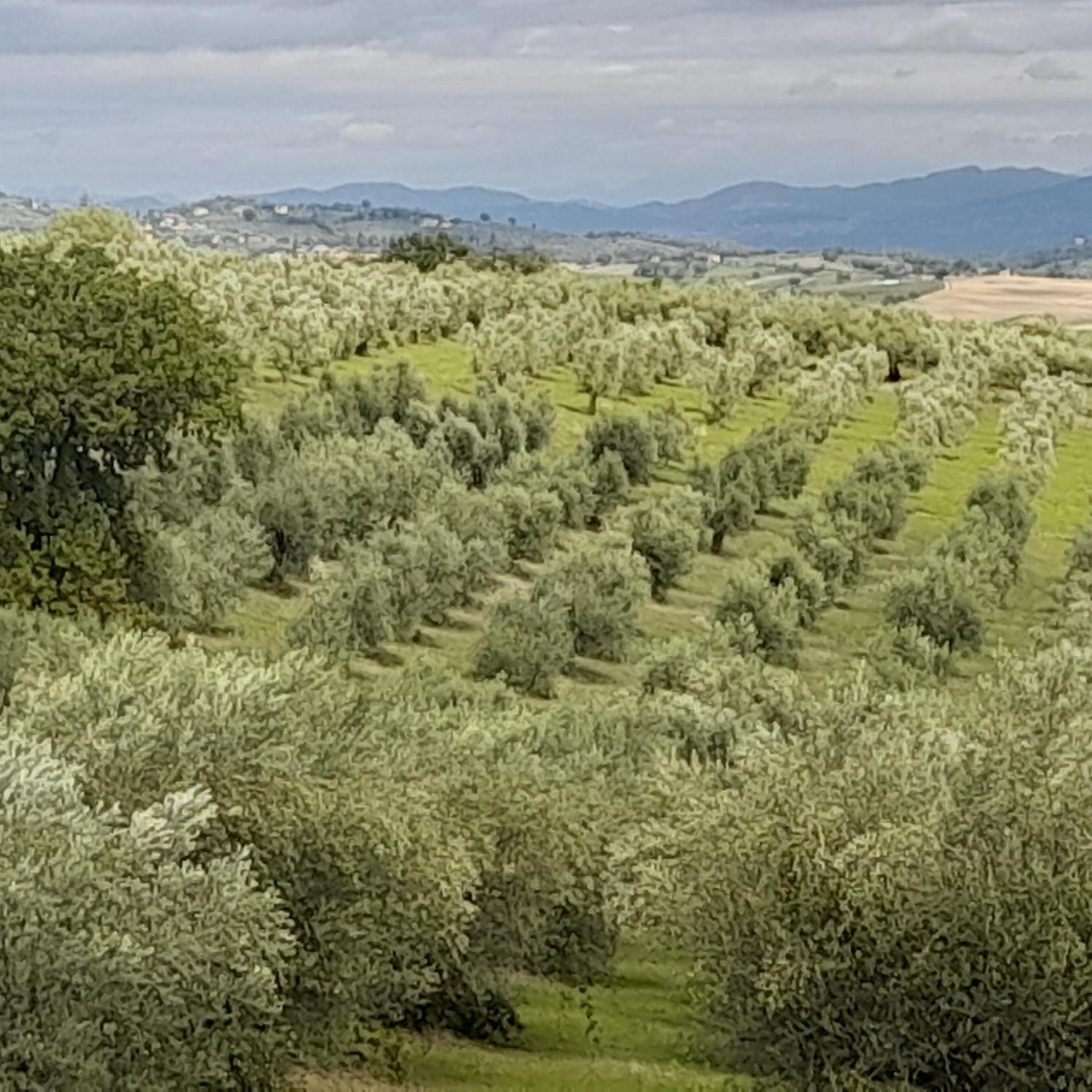 Tenuta San Felice Giano dellʼUmbria Eksteriør billede