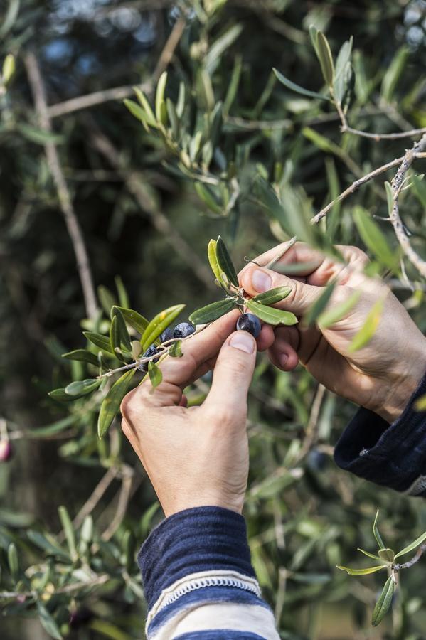 Tenuta San Felice Giano dellʼUmbria Eksteriør billede